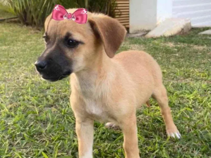 Cachorro raça Mestiça  idade 2 a 6 meses nome Nicole 