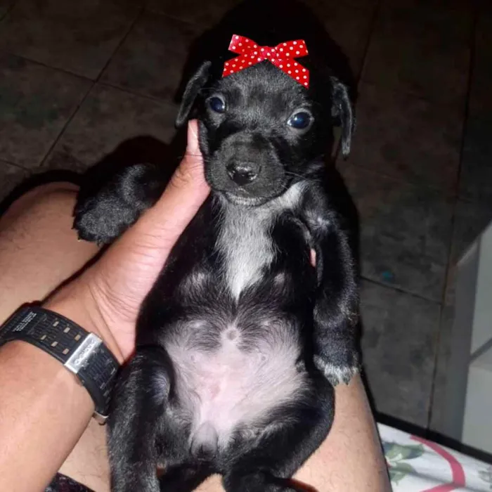 Cachorro ra a Mestiça  idade 2 a 6 meses nome Julieta 