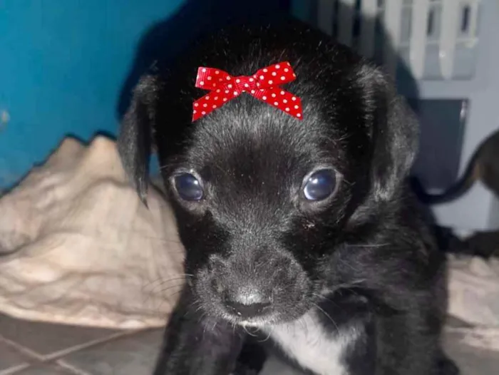 Cachorro ra a Mestiça  idade 2 a 6 meses nome Julieta 