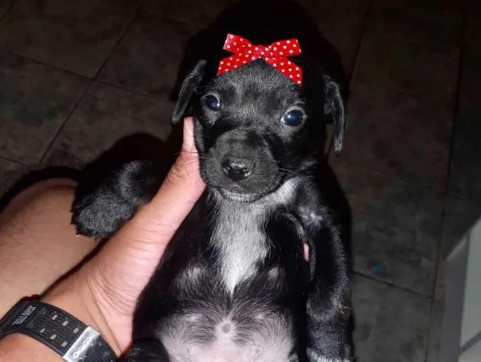 Cachorro ra a Mestiça  idade 2 a 6 meses nome Julieta 