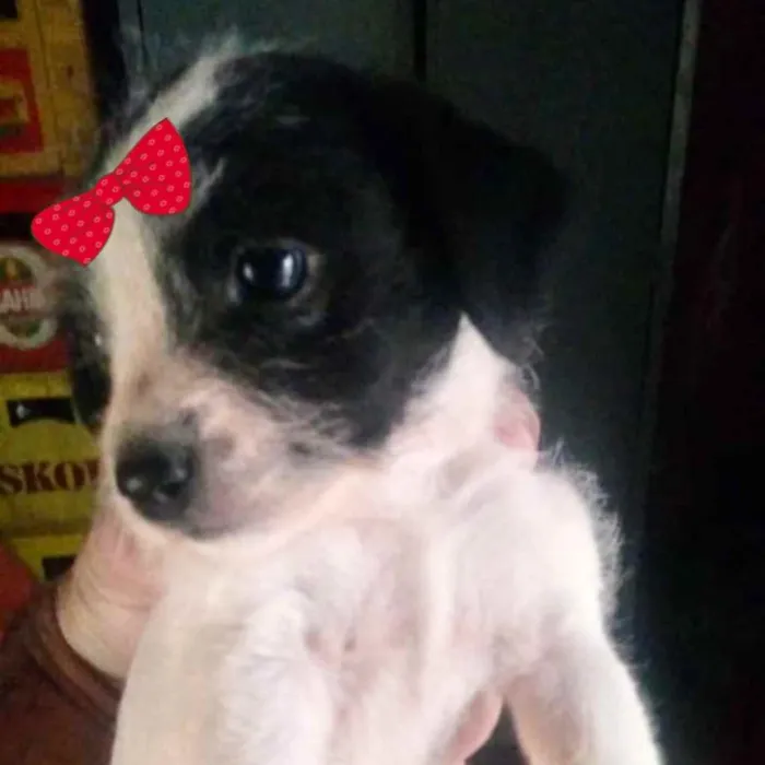 Cachorro ra a Mestiça  idade 2 a 6 meses nome Rebeca 