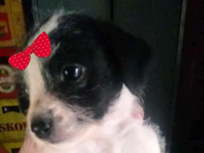 Cachorro ra a Mestiça  idade 2 a 6 meses nome Rebeca 