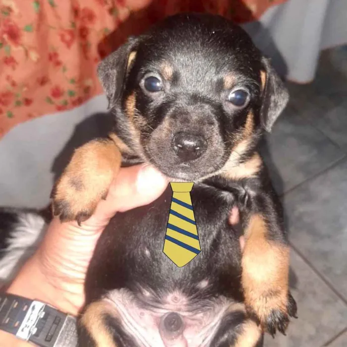 Cachorro ra a Mestiço  idade 2 a 6 meses nome Caio 