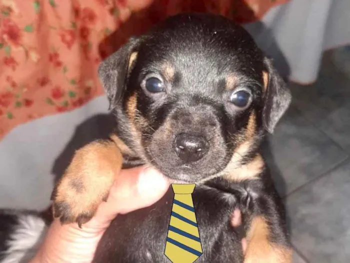 Cachorro ra a Mestiço  idade 2 a 6 meses nome Caio 