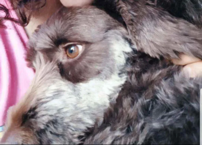 Cachorro raça SRD idade 2 anos nome Belinha