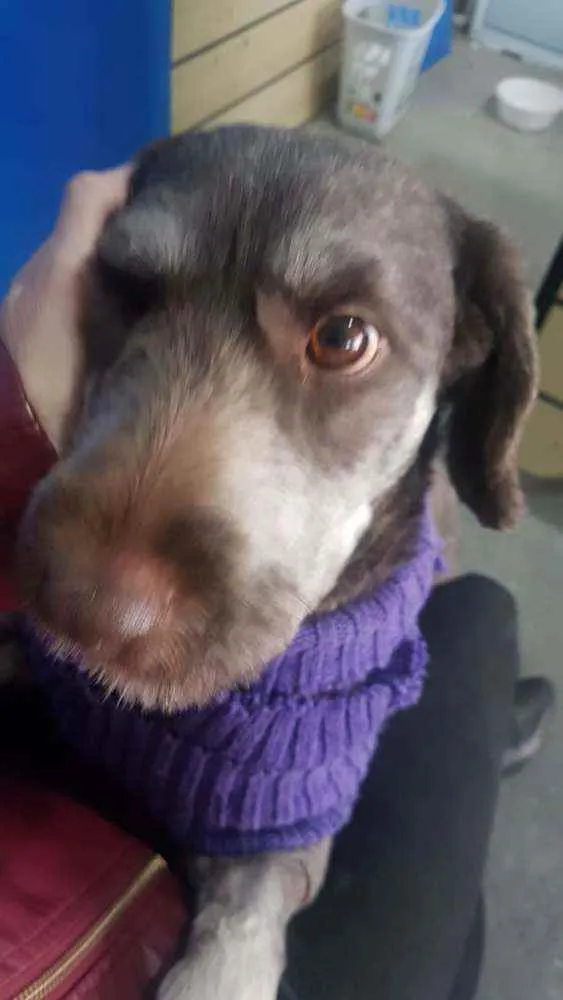 Cachorro raça SRD idade 2 anos nome Belinha