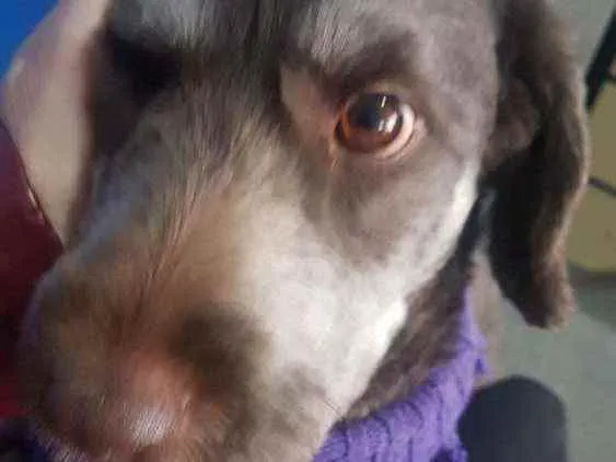 Cachorro raça SRD idade 2 anos nome Belinha