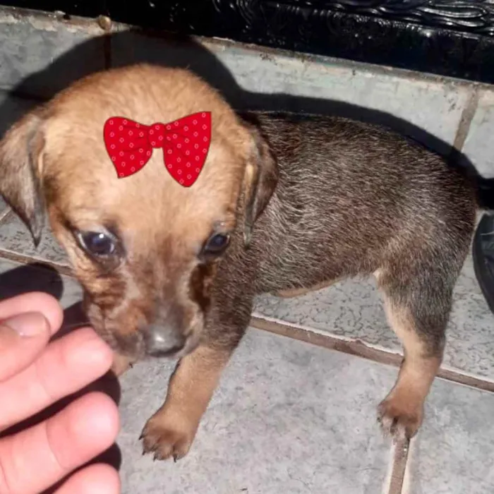 Cachorro ra a Mestiça  idade 2 a 6 meses nome Teka 
