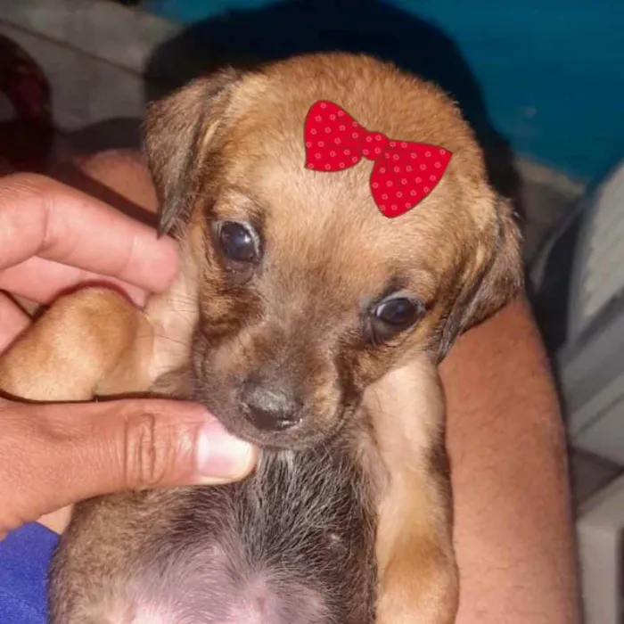 Cachorro ra a Mestiça  idade 2 a 6 meses nome Teka 