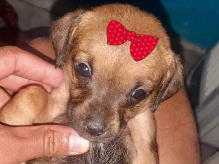 Cachorro ra a Mestiça  idade 2 a 6 meses nome Teka 