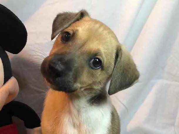 Cachorro raça SRD idade Abaixo de 2 meses nome Sem nome