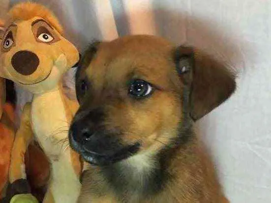 Cachorro raça SRD  idade Abaixo de 2 meses nome Sem Nome