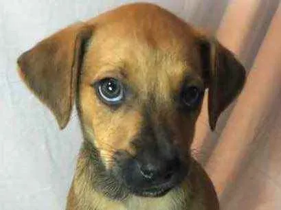 Cachorro raça SRD idade Abaixo de 2 meses nome Sem Nome