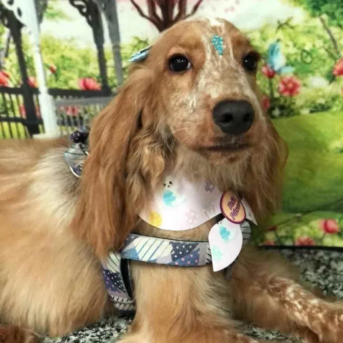 Cachorro ra a Cocker idade 1 ano nome Chanel