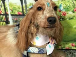 Cachorro raça Cocker idade 1 ano nome Chanel