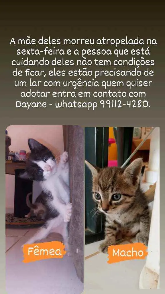 Gato raça Sem raça idade Abaixo de 2 meses nome Estao sem nomes