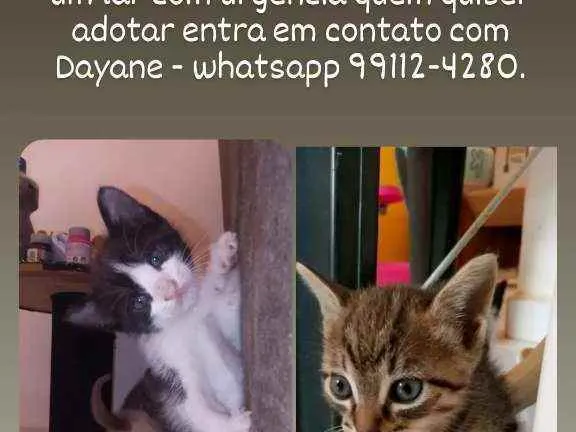 Gato raça Sem raça idade Abaixo de 2 meses nome Estao sem nomes
