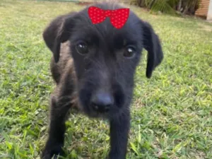 Cachorro raça Mestiça  idade 2 a 6 meses nome Rubi 