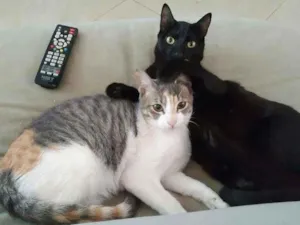 Gato raça srd idade 7 a 11 meses nome Obama & Meggie