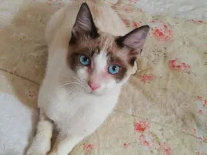 Gato raça Srd idade 2 a 6 meses nome Aysha
