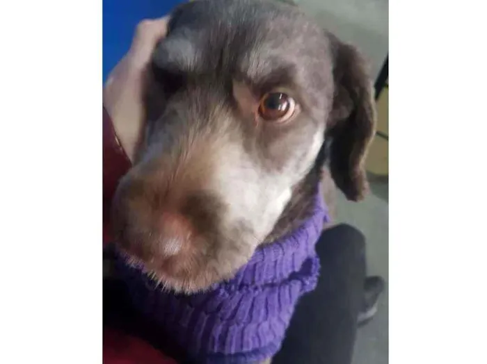 Cachorro raça SRD idade 2 anos nome Belinha