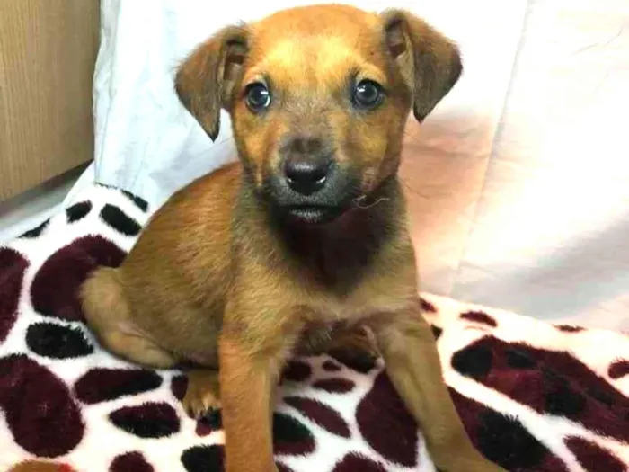 Cachorro raça SRD  idade Abaixo de 2 meses nome Sem Nome