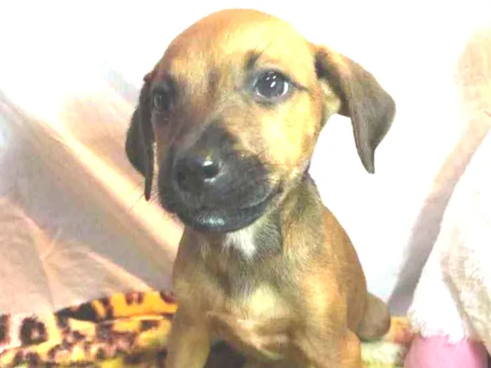 Cachorro raça SRD  idade Abaixo de 2 meses nome Sem nome