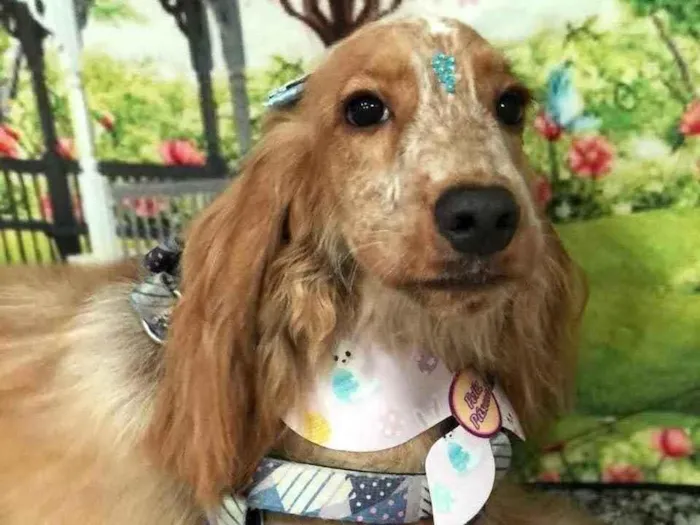 Cachorro ra a Cocker idade 1 ano nome Chanel