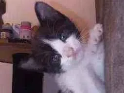 Gato raça Sem raça idade Abaixo de 2 meses nome Estao sem nomes