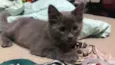 Titi
