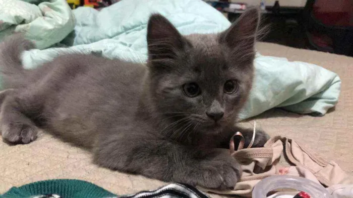 Gato ra a srd idade 2 a 6 meses nome Titi