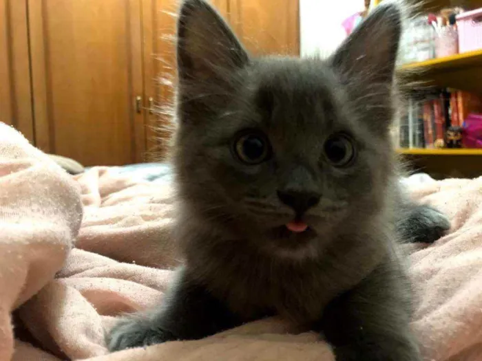 Gato ra a srd idade 2 a 6 meses nome Titi