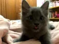 Titi