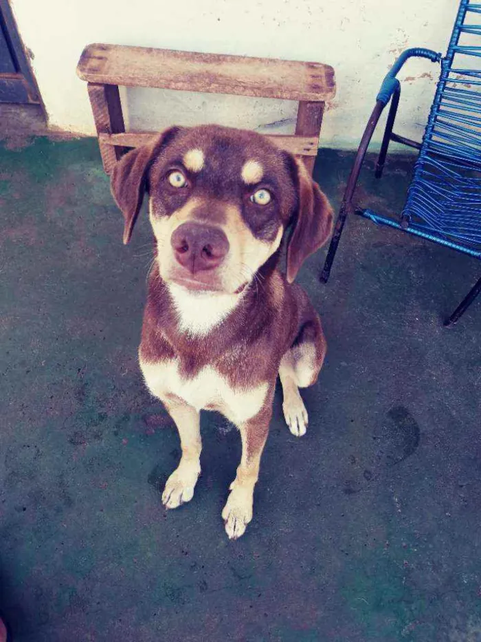 Cachorro ra a Labrador idade 1 ano nome Apolo