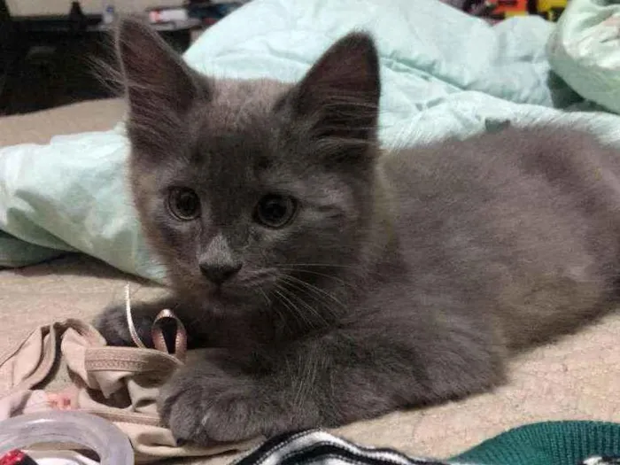 Gato ra a srd idade 2 a 6 meses nome Titi