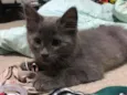 Titi