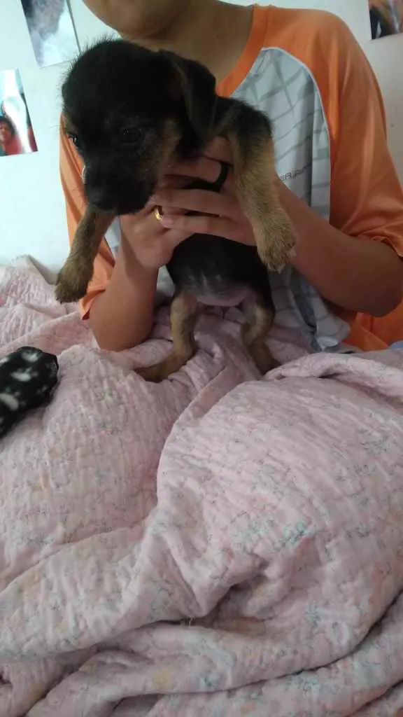 Cachorro ra a Não definida  idade 2 a 6 meses nome .