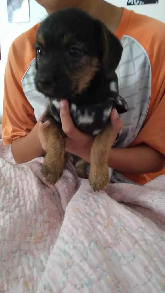 Cachorro ra a Não definida  idade 2 a 6 meses nome .