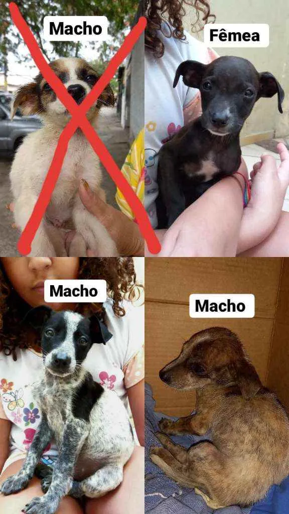 Cachorro ra a Indefinido  idade Abaixo de 2 meses nome Sem nome