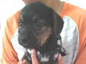 Cachorro raça Não definida  idade 2 a 6 meses nome .