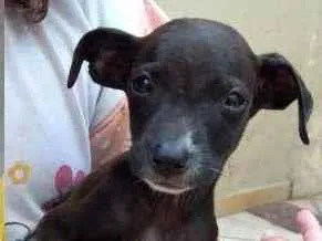Cachorro ra a Indefinido  idade Abaixo de 2 meses nome Sem nome
