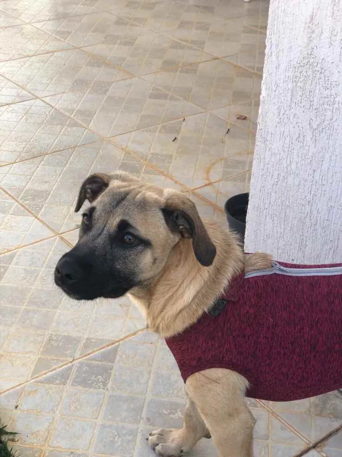Cachorro ra a Sem raça  idade 7 a 11 meses nome Brisa 