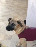Brisa