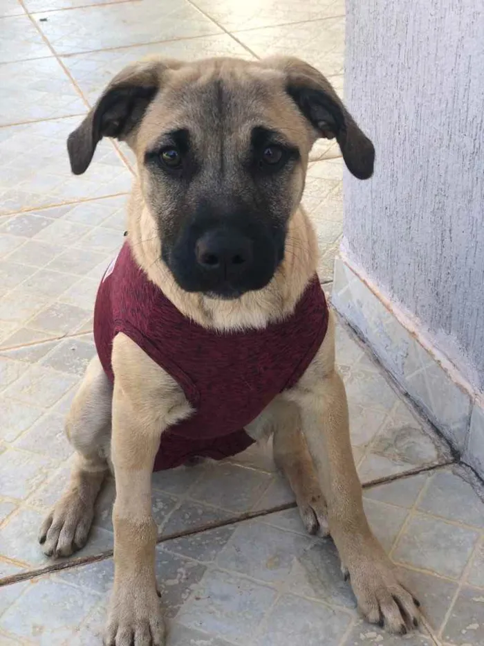 Cachorro ra a Sem raça  idade 7 a 11 meses nome Brisa 