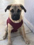 Brisa