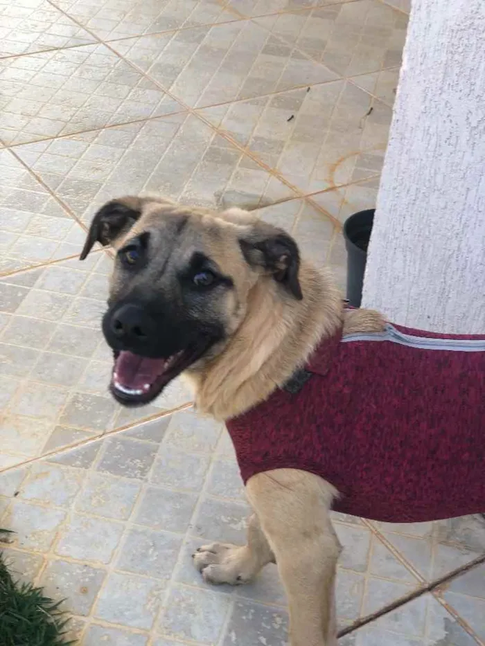 Cachorro ra a Sem raça  idade 7 a 11 meses nome Brisa 