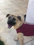 Brisa