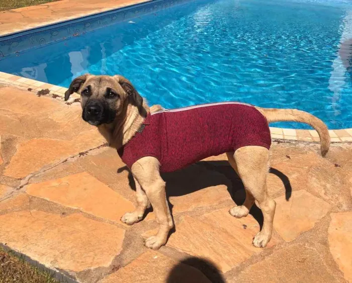 Cachorro ra a Sem raça  idade 7 a 11 meses nome Brisa 