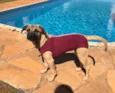 Brisa