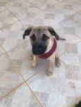 Brisa